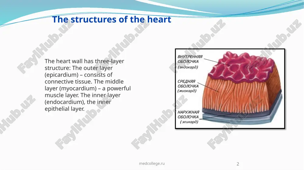 the structures of the heart - Page 3