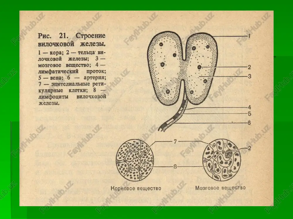 gen – organizmga genetik jihatdan yot bo'lgan modda. gapten - yarim allergen, organizmda faqat oqsil bilan birikgan holdagina allergiya chaqiruvchi modda. allergen – allergik reaktsiya chaqiruvchi modda. immun kompleksi – allergenning antitelo (faollashgan limfotsit) bilan birlashishi. ag+at immunkompleksi. anafilaksiya – (lot.ana-inkor etish, phylaxia- himoya; himoyasizlik.)- organizmga allergen tabiyatli moddalar parenteral yo'l bilan yuborilganda rivojlanuvchi tezkechar allergik reaktsiya. sensibilizatsiya – organizm sezuvchanligining oshishi. aktiv sensibilizatsiya – antitelo organizmning o'zida ishlab chiqariladi(7kundan 21kungacha, o'rtacha 10-14kun davom etadi.) passiv sensibilizatsiya – tayyor antitelalar zardob tarkibida tushadi(24-48 soat.) sensibilizatsiyalovchi doza - allergenning organizmga birinchi bor tushgan dozasi. hal qiluvchi doza - sensibilizatsiyalangan organizmga tushgan allergen dozasi. allergologiyaning asosiy atamalari ekzogen allergenlar: ma'ishiy allergenlar – uy changi, organik va noorganik moddalar, uy hayvonlarining terisi va yunglaridan tayyorlangan buyumlar, qushlarning patlari,kir yuvish kukunlari,kosmetika buyumlari. mikrob allergenlar – sil, toksoplazmoz, brutsellez chaqiruvchilari, gripp, qizamiq, uchuq, gepatit viruslari. zambrug' allergenlari – kandida, trixofit, epidermofit, aktinomitset zambrug'lari. allergenlarning turlari …