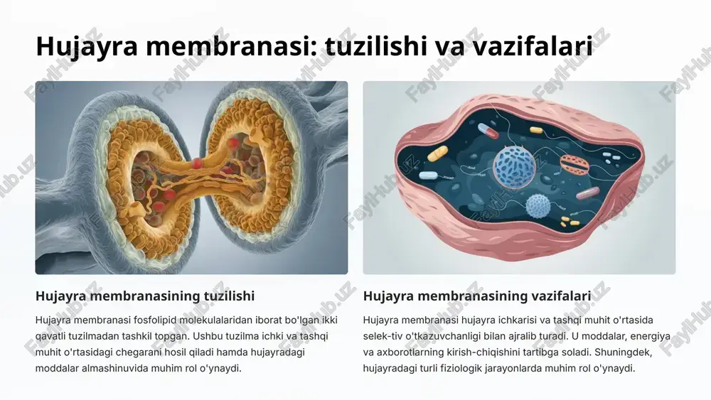 shi va turli biologik jarayonlarda qatnashishida muhim rol o'ynaydi. 7 membrana orqali moddalar almashishi: diffuziya, osmosis va transportli oqsillar 1 diffuziya diffuziya - bu ko'p turdagi moddalar (gaz, suyuqlik yoki qattiq) hujayra membranasi bo'ylab bir xil yoki turli konsentratsiyada tarqalish jarayonidir. diffuziya odam organizmida ko'plab muhim jarayonlarni, masalan, kislorod va uglevodlarning yetkazilishini ta'minlaydi. 2 osmosis osmosis - suvning yarim o'tkazuvchan membrana bo'ylab bir xil yoki turli konsentratsiyalarda tarqalish jarayonidir. osmosis hujayra ichki muhitini barqarorlash, hujayra turgurligini saqlash va hayotiy jarayonlarni amalga oshirishda muhim rol o'ynaydi. 3 transportli oqsillar transportli oqsillar - hujayra membranasi orqali moddalarni faol tarzda o'tkazuvchi maxsus oqsillar. ular hujayra uchun zarur bo'lgan moddalarni hujayra ichiga yoki tashqariga ko'chirish jarayonida asosiy vazifa bajaradi. 8 xloroplas: tuzilishi va fotosintez jarayonidagi roli xloroplastlar - hujayra organellasi bo'lib, o'simliklar va ba'zi baktériyalarda uchraydi. ular klorofill pigmenti orqali yorug'lik energiyasini kimyoviy energiyaga aylantirish jarayoni - fotosintezni amalga oshiradi. xloroplastlar ichida granum deb …