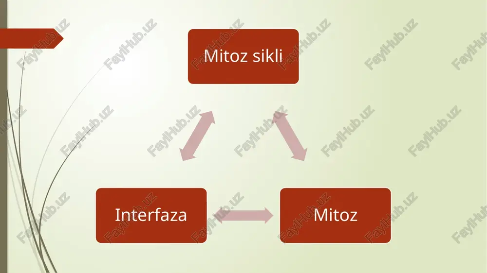 hujayralarning mitoz va hayoti - Page 3