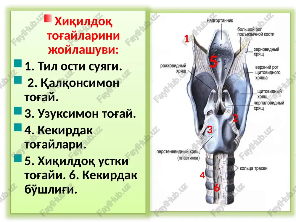 rgan infiltratsiya va shishlar flegmonoz laringit (laryngitis phlegmonosa) klinik kechishi: kasallik boshlanishi o'tkir bo'lib, bemorlar umumiy quvvatsizlik, tomoqda og'riq, yutinishni qiyinligi laringoskopiyada: xiqildoq shilliq qavatlari qizarib shishgan, ayrim joylarida to'qimalarni chegaralangan nekrozi yuzasida yiringli ajralma davolash ovqatlanish rejimi bunda o'ta sovuq yoki o'ta issiq, achchiq va sho'r ovqat istemol qilish,spirtli ichimlik ichish,chekish man qilinadi. tomoqqa yog'li-ishqorli ingolyatsiyalar tavsiya etiladi. tarkibida antibiotiklar tutgan aerozolardan (kameton,ingalipt) foydalaniladi balg'am ko'chiruvchi dorilar (termopsis,ipekakuana), antibiotiklar va antigistamin (dimedrol,pipolfen,suprastin) dorilar tavsiya etiladi surunkali laringitlar (larynqitis chronica) surunkali laringitlar lor a'zolari kasal liklarini 8-10% tashkil qiladi. kasallikda asosan o'zgarishlar ovoz boylamlari, cho'michsimon tog'aylar oralig'idagi joylarda va cho'michsimon tog'ayni ovoz yuzalarida kuzatiladi. klinik kechishi bo'yicha uch turi tafovut qilinadi: kataral gipertrofik atrofik surunkali kataral laringit (larynqitis catarrhalis chronica) bemorlarni doimiy shikoyatlari: ovozni xirilab tez charchab qolishiga balg'am ajralishi bilan davom etadigan yo'talga tomoqda qichishi yot jism borligi xissiyotiga laringoskopiya qilib ko'rilganda xiqildoqning shilliq pardasi, ayniqsa ovoz boylamlari soxasida …