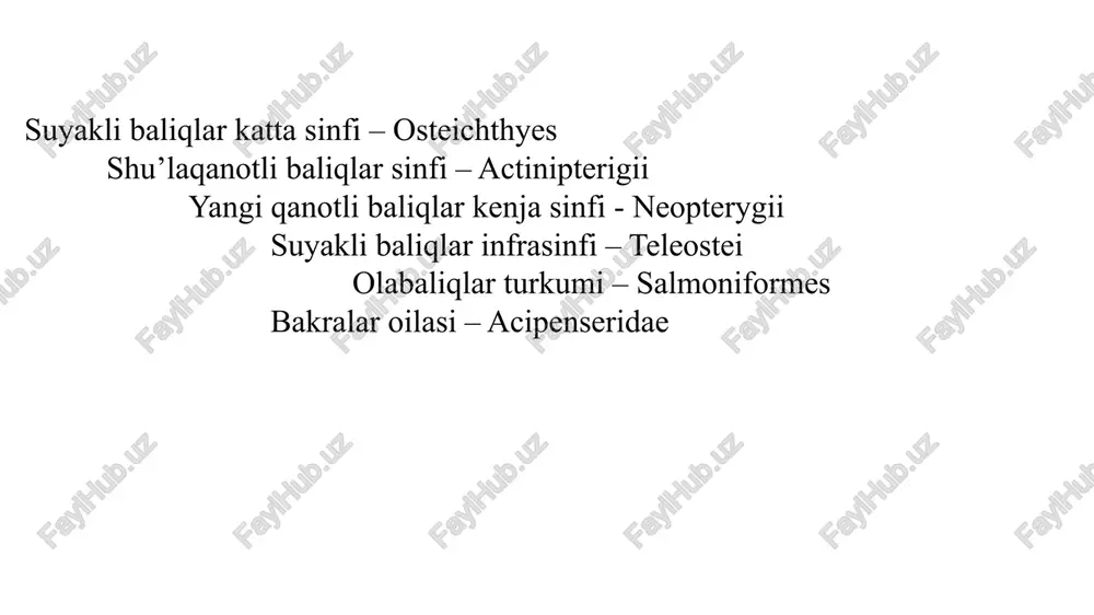 lgan va u yerdan chorvoq suv omboriga keltirilgan. sevan ko’lida uning uvildiriq tashlash joyi turli vaqtlarda, shuningdek o’sish sur’tiga qarab turli tuman 4 ta turi yashaydi. ular turli formalar (morpha) yoki kenja tur sifatida qaraladi. issiqko’lda gegarkuni formasi (salmo ischchan m. gegarkuni) iqlimlashtirilgan. amudaryo olabalig’i – salmo oxianus linnaeus, 1758 taksonomik statusi (tur darajasi) amudaryo olabalig’i alohida kenja tur sifatida hozirgacha ma’lum emas. tavsifi. tanasi yorqin-qizil va ko’k rangdagi dog’lar bilan qoplangan. yelka suzgich qanotidan keyin yumshoq yog’ suzgich qanoti joylashgan. og’zida tishlari mavjud. yelka suzgich qanotida iii-iv 8-11 ta, anal suzgich qanotida ii-iii 8-9 shu’lalar bor. yon chizig’idagi tangachalar soni 105-120 ta, birinchi oyquloq yoyidagi ustunchalar soni 17-19 ta, umurtqalari soni 54-56 ta. og’irligi 3,5 kg. gacha. tog’li nurek suv ombori (tojikiston) qurilgandan so’ng, bu yerda 8 kg.lik (kumja va olabaliq uzunligida) osoblari uchray boshladi. amudaryo olabalig‘i – salmo oxianus tarqalishi. amudaryoning hamma tog’li irmoqlarida uchraydi. qoradaryoning qirg’iziston territoriyasiga …