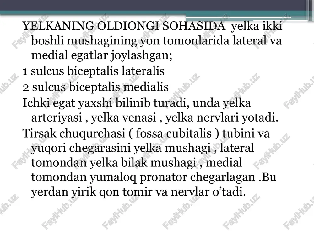 - tirsak mushagi. yelka suyagining epicondylu lateralis usimtasidan boshlanib, tirsak suyagining orka yuzasiga birikadi. vazifasi : bilakni tirsak bugimida yozadi. yelka arteriyasi( a. brachialis ) katta ko’krak mushagining pastki chekkasi sohasida boshlanadi. yelka sohasida yelka arteriyasi sulcus bicipitalis medialis bo’ylab tirsak chuqurchasiga boradi. bu chuqurchada bilak buyni sohasida bilak tirsak areteriyalariga bo’linadi 1 r. muscularis 2 a profunda brachii 3 a collateralis ulnaris sup 4 a . collateralis ulnaris inf 1 r. muscularis yelka mushaklariga 2 a.profunda brachii( yelkaning chuqur arteriyasi )-----1-a.nutricae 2- a. humeri 3- r. deltoideus et r. muscularis tarmoqlarini beradi ikki shoxga bo’linadi . 1 a. collateralis media + a. interossea recurrens bilan anastomozlanadi. 2 a. collateralis radialis + a. reccurens radialis bilan anastomozlanadi. 3 a. collateralis ulnaris sup + a. reccurens ulnaris bilan anastomozlanadi . 4 a . collateralis ulnaris inferior +orqaga qaytuvchi tirsak arteriyasi oldingi shoxi bilan anastomozlanadi . - arterial to’r bo’g’imni , mushaklar …