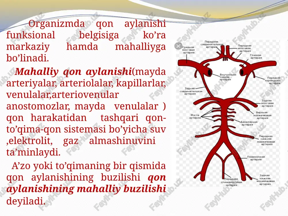 avom etsa, u a’zo hujayralarining o’lishiga, hamda biriktiruvchi to’qima o’sishiga olib keladi. organ sirrogik o’zgarishlarga uchraydi. ishemiya ishemiya-to’qimaga qon oqib kelishini kamayishi yoki to’xtab qolishi natijasida qon aylanishining buzilishi kelib chiqishiga ko’ra turlari: angiospastik ishemiya- tomirlarni toraytiruvchi ta’sirotlar ostida vujudga keladi obturatsion ishemiya-arterial tomir embol yoki tromb bilan bekilib qolganda ,tomir endoteliysi o’zgarganda kelib chiqadi. kompression ishemiya-arteriyaga tashqaridan bosim bo’lganda uning ezilishidan kelib chiqadi. patogenezi ishemiyaga uchragan sohaga qon kam kelishi yoki butunlay kelmay qolishi oqibatida gipoksiya rivojlanadi. atf anaerob glikoliz hisobiga hosil bo’la boshlaydi. bu holat oxirigacha oksidlanmagan moddalar(sut kislota, pirouzum kislota) ko’payib ketishiga olib keladi. hujayra membranasining naᶧ va suvga o’tkazuvchanligi oshadi va fiziologik faol moddalar hosil bo’lishi ko’payadi.natijada kapillar o’tkazuvchanligi oshib ,qonning suyuq qismi tomirdan chiqadi,hujayralar shishadi,distrofiya va nekroz kuzatiladi. oqibatlari ishemiyaning oqibatlari quyidagi omillarga bog’liq: yopilgan yoki toraygan arteriyaning diametriga:arteriyaning diametri qancha katta bo’lsa,asorati shuncha og’ir bo’ladi arteriyaning torayish tezligiga:qon tomir sekin yopilsa, organning qon bilan …