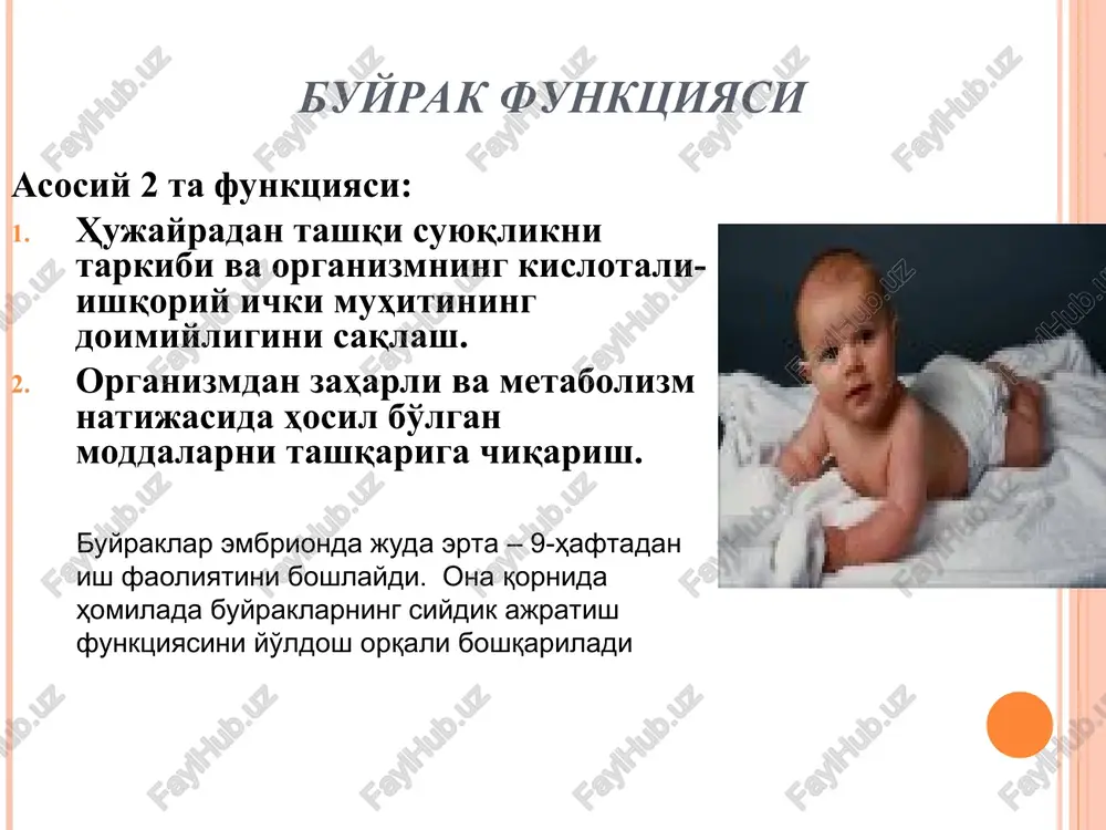 piolenefrit ham ko'p uchraydi. mamlakatlarning har xil regionlarida uning tarqalishi 0,36 dan 3,5% gacha tashkil qiladi. pielonefrit siydik sistemasi kasalliklari ichida 70% ni tashkil kiladi. pielonefrit (pen) pielonefrit kattalarda 2-3%, lekin kasallik 50-70% hollarda erta yoshda boshlanadi, keyinchalik esa uzoq muddatli klinik remissiya kuzatiladi. etiologiya ichak tayokchasi (50-60%), stafilokokk, protey (1/3), streptokokklar aniqlangan. ayrim xollarda aralash flora aniqlanadi. patogen zamburug'lar, viruslar, mikoplazmalar, xlamidiyalar va boshqalar ham sabab bo'lmoqda. etiologiya pen surunkali, uzok muddat kechuvchi shakllariga bakteriyalarni l formalari sababchidir. bu antibakterial terapiya natijasida xujayra qobig'ini yo'qotgan bakteriyalar bo'lib, organizmda uzok vaqt aylanib yurishi mumkin va antibakterial terapiya to'xtagandan so'ng, yana o'z shakliga kiradi. virusli infektsiyalar organizm himoya kuchlariga nosoz ta'sir ko'rsatadi va buyrak parenximasida bakterial yallig'lanishiga moyillik tug'diradi. etiologiya mikroorganizmlar daraja escherichia 40-60 klebsiella pneumonie 7-20 proteus mirabilis et rettgeri 9-16 enterobacter spp. 5-15 staphylococcus aureus et saprophyticus 5-14 streptococcus spp. 4-10 enterococcus spp. 2-5 pseudomonas aeruginosa 2-7 boshqa mikroorganizmlar …