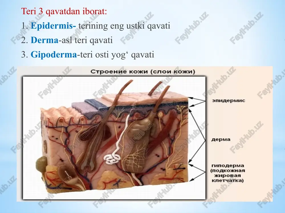 rlarda esa ifloslanishiga qarab almashtiriladi. ularning oqliq va yostiq jildlarida chok, burmalar bo‘lmasligi va ular har kuni ertalab va kechki uyqudan oldin qaytadan solinishi lozim (non ushoqlari qoqiladi, burmalar tekislanib, yostiq to‘g‘rilanadi). yotoq yara — terining uzoq vaqt bosilib qolishi, mahalliy qon aylanishining buzilishi va yumshoq to‘qimalarning o‘lishidir yotoq yaralar klassifikatsiyasida quyidagi bosqichlar farq qilinadi 1-bosqich bemor terisining qizarib turishi bilan xarakterlanadi. 2-bosqich terining tashqi qavati va derma zararlanadi va terining shilinishi, qavariq va yaralar paydo bolishi bilan xarakterlanadi. 3-bosqich teri osti toqimalarining zararlanishi va nekrozi, hamda chontaklar hosil bolishi bilan xarakterlanadi. 4-bosqich bemorning mushak, suyak, hatto tayanch toqimalarini qamrab oladigan chuqur zararlanishlar bilan xarakterlanadi. yotoq yara paydo bo’lish xavfi norton, vaterlou, breyden shkalalari orqali aniqlanadi. yotoq yaralarning profilaktikasi: har gal o’rin ko’rpani qayta solishda bemor badanini ko’zdan kcchirish, bunda asosan yotoq yara paydo bo’ladigan joylarga ahamiyat berish; bemor badanining ozoda bo’lishini kuzatish, har kuni badanini nam sochiq bilan artish, …