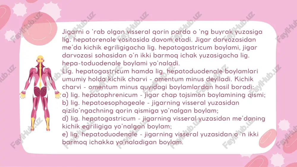 egastrica; d) charvi qopchasi (bo‘shlig‘i) - bursa omcntalis. bursa hepatica sohasida jigarning o ‘ng bomagi joylashadi. uning devorlarini diafragma, lig. coronarium hepatis lar tashkil etadi. bu bo ‘shliq sohasida o ‘ng buyrak uchi va o ‘ng buyrak usti bezi ham joylashadi. bursa pregastrica sohasida jigam ing chap boragi, me’daning oldingi yuzasi, taloq joylashadi. bu bo ‘shliq devorlarini lig. coronarium sinistra, m e’daning oldingi yuzasi, lig. gastrolienale, lig. phrenicolienalelar tashkil etadi. bursa omentalis - me’da orqasida joylashadi. bu bo‘shliq devorlarini qorin bo‘shlig‘ining orqa devori, diafragma, ko‘ndalang cham bar ichak tutqichi, lig. gastrolienale, diafragma taloq boylami - lig. phrenicosplenium, kichik charvi boylamlari - lig. hepatogastricum, lig. hepatoduodenale hosil qiladi. kichik charvi boylamlari orasidagi charvi bo‘shlig‘iga teshik va charvi dahlizi - foramen et vestibulum bursae omentalis ochiladi. charvi bo‘shlig‘ida jigaming chap bomagi, me’da osti bezi, o ‘n ikki barmoq ichak, chap buyrak va chap buyrak usti bezi joylashgan. qorin bo‘shlig‘ining o‘rta qavat bo‘shligida …