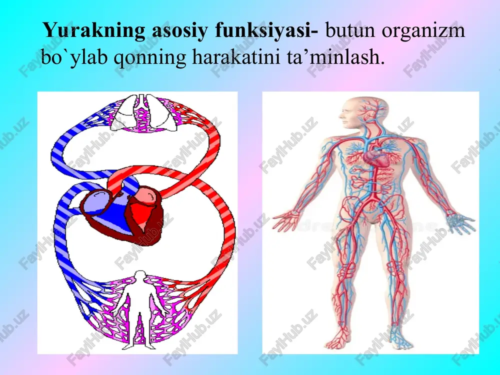 yurakning gemodinamik vazifasi - Page 3