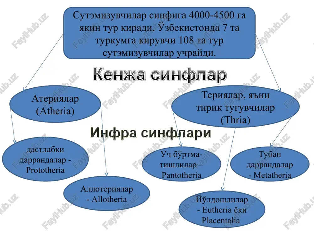 og'irligi 10 kg gacha boradi. exidnalar erga 1-1,5 sm kattalikdagi 1 ta, ba'zan 2 ta tuxum qo'yadi. ona organizmida otalangan tuxum 16-27 kun rivojlanishi mumkin. tuxum qo'yishdan oldin urg'ochisining qorin tomonida teri xaltasi hosil bo'ladi. urg'ochisi tuxumini (exidna) teri xaltasiga solib, rivojlanish davrini o'tkazadi. tuxum sariqligi hisobiga rivojlanadi va 10-11 kundan keyin tuxumdan bolasi chiqadi. xaltadagi harorat +33 +350s bo'ladi. exidnalar tunda faol bo'lib, tog' va tekislikdagi sernam qalin butazorlarda yashaydi. exidnalar tuxumidan chiqqan bolasining kattaligi 2 sm bo'ladi, u 8 sm bo'lgancha onasi xaltasida sut yalab o'sadi, so'ngra xaltadan chiqib mustaqil hayot kechiradi. ular tutqunlikda yaxshi yashaydi. tutqunlikda 27 yilgacha va tabiatda 30 yilgacha umr ko'rishi mumkin. mahalliy aholi exidnaning go'shti va yog'i uchun ov qiladi. o'rdakburun o'rdakburunlar exidna proexidna bu kenja sinfga xaltali va yo'ldoshli sutemizuvchilar kiradi. ular quyidagi belgilar bilan xarakterlanadi: 1) barchasi tirik bola tug'adi; yo'ldoshi rivojlangan; 2) sut bezlari naychasimon emas, balki uzum boshi shaklida …