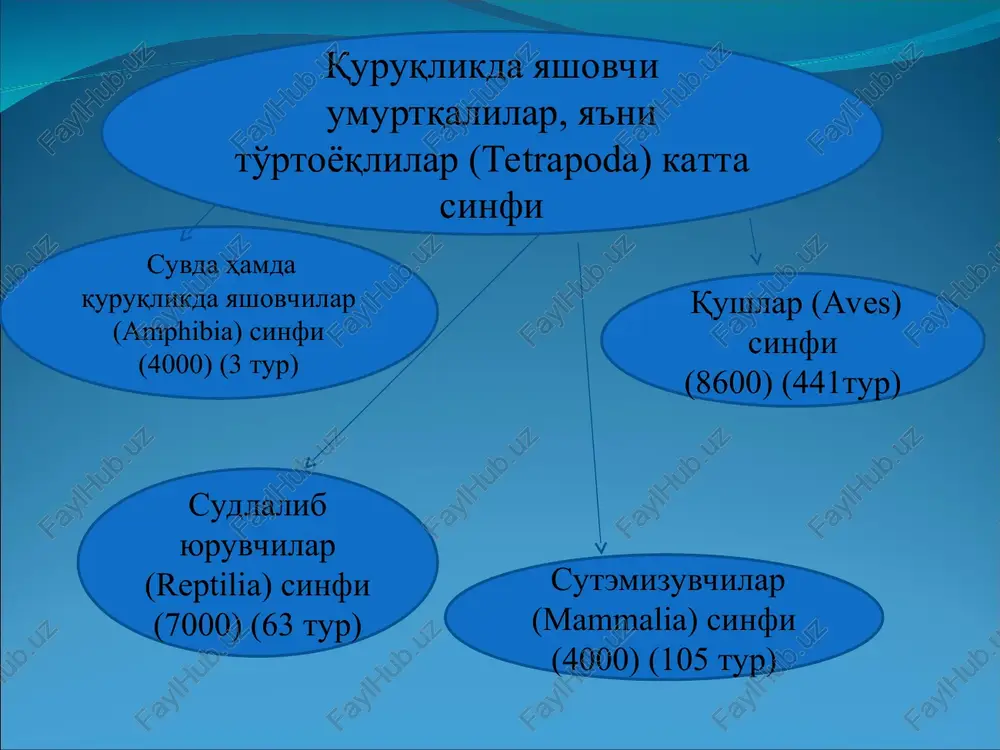 1-qo'shilib o'sgan bilak va tirsak suyaklari, 12-bilaguzuk, 13-kaft, 14-barmoq falangalari, 15-chanoq kamarining yonbosh suyaklari, 16-son suyagi, 17-katta boldir suyagi, 18-kichik boldir suyagi, 19-qo'shilib o'sgan kichik va katta boldir suyaklari, 20-tovon suyagi, 21-oyoq kaft suyaklari, 22-barmoq falangalari, r-barmoq rudimenti, i-ii-iii-iv-v rim raqamlari-barmoqlar tartibi. itbaliqning tog'ayli bosh skeleti 1-miya qutisi, 2-tanglay–kvadrat tog'ayi, 3-mekkel tog'ayi, 4-jabra yoylari, 5-jag' bo'g'imi. baqaning o'q skeleti va chanoq kamari (ustki tomondan ko'rinishi) 1-bo'yin umurtqasi, 2-tana umurtqalari, 3-dumg'aza umurtqasi, 4-urostil (qo'shilib ketgan dum umurtqalari), 5-chanoq kamari, 6-quymich kosasi. baqaning tana bo'limi umurtqasi a-umumiy ko'rinishi, b-bo'yiga kesimi: 1-umurtqa tanasi, 2-ustki yoyi, 3-orqa miya kanali, 4-ostist o'simtasi, 5-ko'ndalang o'simtasi, 6-qo'shuvchi o'simtasi. baqaning oldingi oyoq va elka kamari skeleti 1-elka suyagi, 2-elka suyagining boshi, 3-elka oldi suyagi, 4-tirsak suyagi, 5-bilak suyagi, 6-tirsak o'simtasi, 7-bilaguzuk, 8-kaft, 9-barmoq falangalari, 10-kurak, 11-kurak usti tog'ayi, 12-korakoid, 13-elka suyagining boshchasi birikadigan bo'g'im chuqurchasi, 14-prokorakoid tog'ayi, 15-o'mrov, 16-to'sh suyagi, 17-to'sh oldi suyagi, i-reduktsiyaga uchragan birinchi barmoq, ii-v-to'liq …