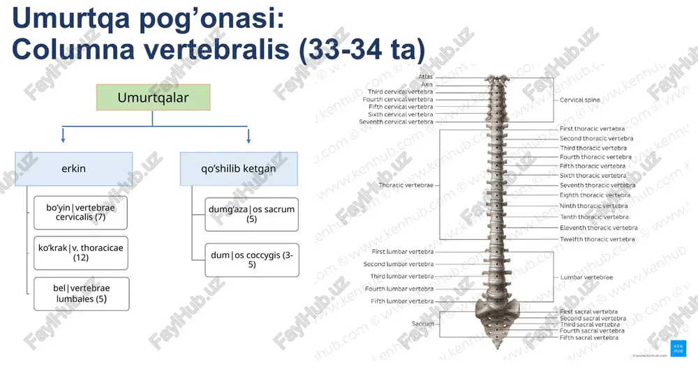 anatomiya umurtqapog’onasi suyaklari - Page 3