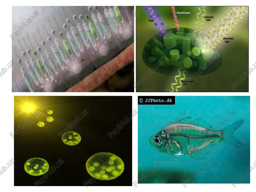 yalar endergonik; energiya reaktsiyaning aktivlanish tusig'ini engishga sarf etilsa, bunday reaktsiyalar ekzergonik reaktsiyalar deyiladi. biologik nuqtai nazardan esa, fotobiologik reaktsiyalar funktsional – fiziologik hamda destruktiv - modifikatsion reaktsiyalarga bo'linadi. funktsional - fiziologik reaktsiyalar ko'rinuvchi nur ta'sirida amalga oshadi: a) energetik reaktsiyalar (fotosintez, fotofosforlanish) b) informatsion reaktsiyalar (fotoretseptsiya, fototropizm, fotomorfogenez, fotoperiodizm) v) biosintetik reaktsiyalar (xlorofill biosintezi, pigment va vitaminlar sintezining induktsiyalanishi) ga bo'linadi. destruktiv - modifikatsion reaktsiyalar asosan ultrabinafsha nur ta'sirida amalga oshadigan reaktsiyalar hisoblanadi : a) xalokatga (mikroorganizmlar va sodda hayvonlarning nurdan zararlanishiga) olib keladigan reaktsiyalar b) mutatsiyaga (nurning genetik apparatga ta'siri natijasida kelib chiqadigan o'zgarishlarga) sabab bo'luvchi reaktsiyalar v) patofiziologik reaktsiyalarni o'z ichiga oladi. fotobiologik reaktsiyalar quyidagi bosqichlarni o'z ichiga oladi: 1) fotofizikaviy bosqich (yorug'likning yutilishi, elektronli-qo'zg'algan holatning sodir bo'lishi, energiyaning molekula ichida qayta taqsimlanishi) 2)birlamchi fotoximiyaviy bosqich (dastlabki fotomaxsulotning hosil bo'lishi ) 3)ikkilamchi fotoximiyaviy bosqich (birlamchi fotomaxsulotning barqaror maxsulotlarga aylanishi) 4)qorong'ida o'zgarish bosqichi (barqaror maxsulotlarning navbatdagi o'zgarishi) 5) …