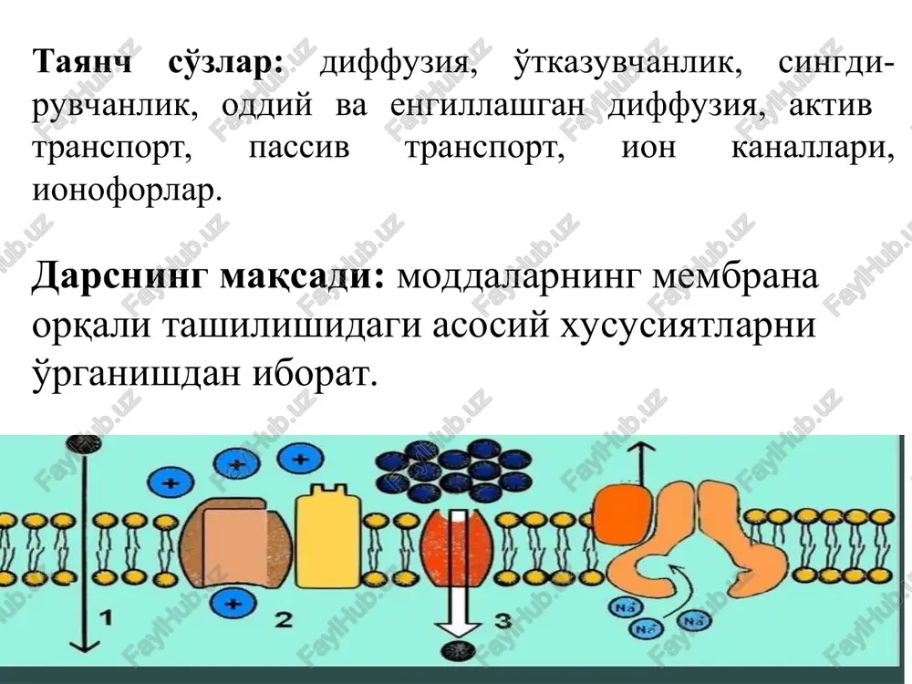 t aktiv transport-energiya sarflanishi bilan yuz beradi. bu energiya atf gidrolizlanishi yoki mitoxondriyada nafas zanjiri orqali elektron o'tkazilishi energiyasi hisobiga hosil bo'ladi. aktiv transportda moddalar va ionlar membrana orqali kimyoviy yoki elektrokimyoviy potentsial gradientiga qarshi yo'nalishda tashiladi. passiv transport passiv transport-energiya sarf bo'lishi bilan bog'liq emas va elektrokimyoviy potentsial ∆μ<0 bo'lib, moddalarning elektrokimyoviy potentsiali past bo'lgan tomonga diffuziyalanishi natijasida sodir bo'ladi. passiv transportda molekulalar boshqa molekulalarga nisbatan mustaqil o'tadi va kontsentratsiya to'yinishi ro'y bermaydi. ionlarning passiv va aktiv transportining sxematik ko'rinishi. transport aktiv passiv birlamchi aktiv (transport fermentlari atfazlar) ikkilamchi aktiv oddiy diffuziya gazlar, lipofil birikmalar, ksenobiotiklar osonlashgan diffuziya tashuvchilar va kanallar biomembranalar orqali ionlarning tashilishi turlari uniport – bunda tashiluvchi ion yoki neytral mole-kula mustaqil holatda membrana qarama-qarshi tomoniga o'tkaziladi. bu jarayonga kislorodning hujayra membranasi orqali ichki qismiga o'tishini misol qilib ko'rsatishimiz mumkin; simport – bunda ikki turdagi modda bir yo'nalish-da, birgalikda tashiladi va bu jarayonga misol qilib, uglevod, …