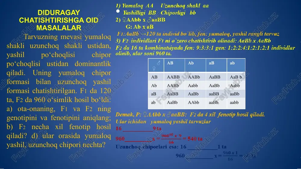 habko`r. meyoz jarayonida allel genlarning biri otadan, ikkinchisi onadan o`tishini hisobga olsak, yigitdagi shabko`rlik onasining sog`lomligi hisobiga geterozigota holda bo`ladi, polidaktiliya bo`yicha masalada gap ketmaganligi uchun yigit bu belgi bo`yicha sog`. bundan uning otasi polidaktiliya bo`yicha geterozigota bo`ladi. yigit – aabb. 4) yigit va qiz turmushi: ♀aabb x ♂aabb ab ab ab aabb aabb shabko`r, sog`lom, sog`lom sog`lom demak, farzandlarning teng yarmi, ya`ni 50% shabko`rlik bilan tug`iladi. onasi shabko`r (geterozigota), otasi polidak-tiliya bilan kasallangan sog` qiz otasi shabko`r va polidaktiliya bilan kasallan-gan, onasi sog` yigitga turmushga chiqdi. yigit shabko`rlik bilan, uning ukasi polidaktiliya bilan kasallangan. shu oilada tug`ilgan farzandlarning echa %i shabko`rlik bilan kasal-langan bo`lishi mumkin? diduragay chatishtirishga oid masalalar 1.genetik belgilash: hurpaygan jun – k, silliq – k, qora jun – s, oq jun – s: 2. topilishi kerak: hurpaygan oq junli – k_ss va silliq oq junli – kkss quyonlarning hosil bo`lishini. 3. ♀ kkss x ♂ kkss …