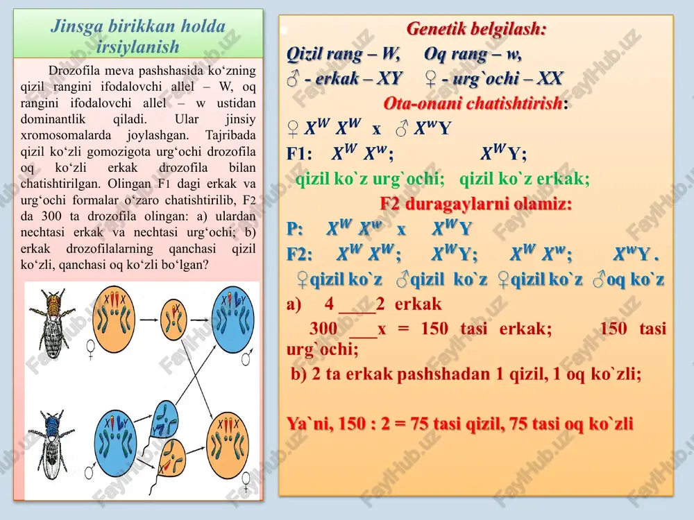 ga oladigan bo`lsak, unga xdxd genotip to`g`ri kelishini aniqlaymiz hamda ayol uchun xos bo`lgan genotiplarni aaxdxd tarzida yonma yon joylashtirib qo`yamiz. erkakning genotipini ham shu tarzda aniqlab, aa xdy ekanini bilamiz. ularni o`zaro chatishtiramiz: p: aaxdxd x aaxdy gam. axd axd axd axd axd aaxdxd aaxdxd aaxdxd aaxdxd ay aaxdy aaxdy aaxdy aaxdy gameta olishda qiynalmaslik uchun, shu jarayonda, xd, xd larni yaxlit harf deb qarash mumkin. misol uchun: xd – b; xd-b xulosa. ushbu nikohdan, 1) jigarrang ko`zli, sog`lom-3 ta; 2)ko`k ko`zli, sog`lom-3 ta; 3)jigarrang ko`zli, daltonik-1 ta; 4) ko`kko`z, daltonik-1 ta; o`g`il va qiz farzandlar dunyoga kelishi aniqlandi. demak, fenotipik nisbat 3:3:1:1 ni tashkil etadi. odamlarda ko‘z rangi jigarrang (dominant) va ko‘k (retsessiv) bo‘ladi. ko‘z rangini ta’min etuvchi genlar autosomada joylashgan. daltonizmni belgilaydigan retsessiv gen va uning dominant alleli x xromosomada joylashgan. jigarrang ko‘zli, ranglarni yaxshi ajrata oladigan ayol (otasi ko‘k ko‘z va daltonik), ko‘k ko‘z, ranglarni normal …