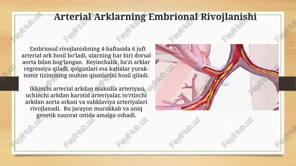 nan 1000 tugʻilishda 5-8 tasida uchraydi va chap qorincha gipertrofiyasiga olib kelishi mumkin. arterial arklarning diferensiatsiyasi ii va iv arterial yoylarning rivojlanishidagi o'zgarishlar karotid va subklavian arteriyalarni hosil qiladi, bu esa bosh va yuqori ekstremitatlarga qon ta'minotini ta'minlaydi. arterial yoylarning differentsiatsiyasi jarayonida 6 ta arterial yoydan faqat ikkitasi – aorta yoy va o'pka arteriyasi – kattalar yuragida saqlanib qoladi, qolganlari regressiya yoki boshqa tuzilmalarga aylanadi. beshinchi arterial arkning regressiyasi beshinchi arterial arkning dorsal qismi subklavian arteriyasining bir qismini hosil qiladi, 4-6 mm uzunlikdagi qismi esa regressiyaga uchraydi. beshinchi arterial arkning regressiyasi natijasida odamda faqat ikkita arterial kanal – aorta va pulmoner arteriya qoladi, qolganlari esa 6-8 haftaga kelib regressiyaga uchraydi. oltinchi arterial ark ushbu arkdan oʻng va chap oʻpka arteriyalari, shuningdek, oʻpka arteriyasining oʻng va chap tarmoqlari rivojlanadi; bu jarayon juda murakkab va bir necha bosqichlardan iborat. oltinchi arterial arkning rivojlanishidagi nuqsonlar fallot tetradasi kabi tugʻma yurak kasalliklariga olib kelishi …