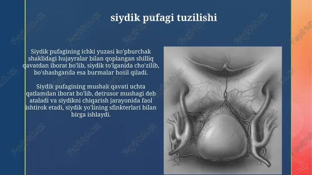 siydik pufagi tuzilishi - Page 3