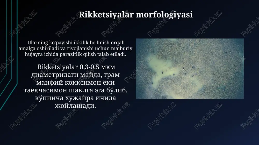 bakteriyalarning morfologiyasi - Page 3
