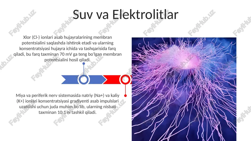 larga olib kelishi mumkin. miya va periferik nerv sistemasida nuklein kislotalar, ya'ni dnk va rnk, neyronlarning normal funksiyalashi uchun muhim bo'lgan oqsillarni sintez qilishda 20 ga yaqin aminokislotalardan foydalanib, genetik ma'lumotlarni saqlash va uzatishda ishtirok etadi. gormonlar qalqonsimon bez tomonidan ishlab chiqariladigan tiroksin (t4) va triyodtironin (t3) gormonlari metabolizm tezligini, energiya ishlab chiqarishni va asab tizimining rivojlanishini boshqaradi. gormonlar, asosan, lipidlar va oqsillardan tashkil topgan bo'lib, ularning molekulyar massasi 500 dan 30000 daltonlargacha o'zgaradi. uglevodlar glikolipidlar va glikozaminoglikanlar kabi murakkab uglevodlar miya to'qimasining tuzilishi va funktsiyasida muhim rol o'ynaydi, ular hujayra membranalarini hosil qiladi va sinaptik uzatishni ta'minlaydi. miyaning oq moddasida oligodendrotsitlar tomonidan ishlab chiqarilgan mielin qinining tarkibida 70-80% li lipidlar bilan birga murakkab uglevodlar ham mavjud bo'lib, nerv impulslari uzatilishini tezlashtiradi. e'tiboringiz uchun rahmat @taqdimot_robot image4.jpg image5.jpg image6.jpg image7.jpg image8.jpg image9.jpg image10.jpg image11.jpg image12.jpg image13.jpg image14.jpg image15.jpg image1.jpeg image2.jpeg