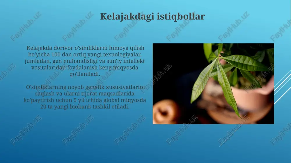 jumladan, oʻrmonlarning kesilishi va yerlarning ekin maydonlariga aylantirilishi tufayli yoʻqotilgan. medicinal oʻsimliklarning 20% dan koʻprogʻi yoʻqolib ketish xavfi ostida, chunki ularning oʻsishi uchun kerakli sharoitlar kamayib bormoqda. bioxilma-xillik kamayishi oqibatlarini keltirib chiqaradi. genetik resurslarni saqlash o'simlikning genetik resurslarini saqlashning samarali strategiyasi sifatida, kam tarqalgan 50 ta dorivor o'simlik turini gen bankida saqlash nazarda tutiladi. dorivor o'simliklarning genetik diversitetini saqlash uchun kriokonservatsiya kabi zamonaviy biotexnologik usullardan foydalanish samaradorligi 95% gacha etadi. jamoatchilikni xabardor qilish o'simliklarning 70% dan ortig'i an'anaviy tibbiyotda qo'llanilishi va ularning yo'qolib ketish xavfi haqida ommaviy axborot vositalari orqali keng targ'ibot olib borish zarur. "yashil farmatsevtika" tushunchasini 5ta asosiy qoida va amaliy maslahatlar bilan birga maqolalar, seminarlar va onlayn platformalar orqali jamoatchilikka yetkazish muhim ahamiyatga ega. sun'iy ko'paytirish usullari mikroko'paytirish jarayonida 2-3 oy ichida klonlarni vegetativ ko'paytirish orqali 5000 tagacha o'simlik hosil qilish mumkin, bu esa noyob turlarning saqlanishiga yordam beradi. meristem madaniyati texnologiyasi yordamida viruslardan tozalangan 100% genetik …