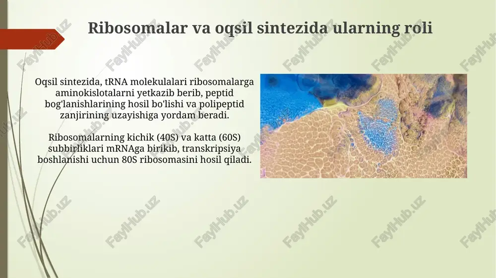 nalishini va tezligini belgilaydi, bu jarayon atpga bog'liq. hujayra ichidagi transport mexanizmlari mikrotubulalar sitoskeletning asosiy tarkibiy qismi bo'lib, kinesin va dinein kabi motor oqsillar orqali 25 nm diametrli hujayra ichidagi "temir yo'llarini" hosil qilib, organellalar va katta molekulalarni tashishni ta'minlaydi. vesikulyar transport, gtp gidrolizini talab qiladigan motor oqsillar yordamida 80-100 nm diametrli membrana pufakchalari orqali turli organellalar orasida molekulalarni tashishni ta'minlaydi. hujayra devori (o`simlik hujayralarida) plazmodezmalar – hujayra devorlaridagi teshikchalar boʻlib, qoʻshni hujayralar sitoplazmasini bogʻlaydi va oʻsimlik hujayralari orasida moddalar almashinuvini ta'minlaydi, ularning diametri taxminan 50-60 nm atrofida. birlamchi hujayra devori yupqa (taxminan 100-200 nm) va elastik boʻlib, hujayra oʻsishi davrida hosil boʻladi, ikkilamchi devor esa birlamchi devor ustida hosil boʻladi va lignin kabi qoʻshimcha polimerlarni oʻz ichiga olishi mumkin. sitoskeleton va uning elementlari mikrofilamentlar aktin monomerlaridan tashkil topgan dinamik tuzilmalar bo'lib, hujayra qisqarishi, sitozining harakatlanishi va hujayra membranasining shaklini o'zgartirishda qatnashadi; ularning diametri taxminan 7 nm ni tashkil etadi. …