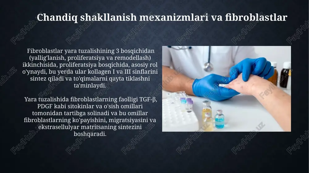 rish orqali yara yopilishida muhim hissa qo'shadi. ularning sitokinzlar, o'sish omillari va matritsa metalloproteinazalari (mmps) kabi 10 dan ortiq signal molekulalarini ajratishi yarani yopish va to'qimalarning tiklanishini ta'minlaydi. kollagen sintezida fibroblastlarning ahamiyati fibroblastlarning kollagen sintezidagi faolligi, tgf-β kabi sitokinlar va o'sish omillarining ta'siri ostida tartibga solinadi va bu jarayon yara davolanishining 2-4 haftasida eng yuqori cho'qqiga chiqadi. yara shifo topish jarayonida fibroblastlar tomonidan ishlab chiqarilgan kollagen miqdori, yaraning kattaligi va chuqurligiga bog'liq holda 10 dan 100 mikrogrammgacha o'zgarib turadi. e'tiboringiz uchun rahmat @taqdimot_robot image2.jpg image3.jpg image4.jpg image5.jpg image6.jpg image7.jpg image8.jpg image9.jpg image10.jpg image11.jpg