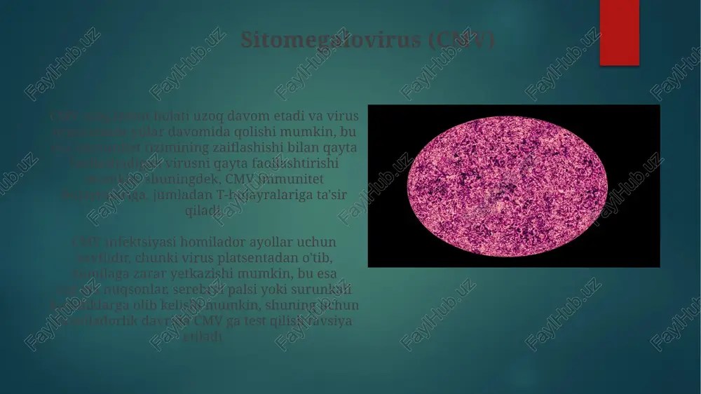 viruslarining 1-2 turi homiladorlik davrida o'tkirlashishi tushish xavfini 2-3 barobar oshirishi mumkin. homiladorlikning uchli skriningida gerpes infektsiyasining 15-20% holatlari aniqlanadi. herpes viruslarining davolash usullari ba’zi hollarda, gerpesning og‘ir shakllari uchun 1-2 hafta davomida intravenöz antiviral terapiya qo‘llaniladi, bu yuqori dozali antiviral dorilarni tomir ichiga yuborishni o‘z ichiga oladi. og‘riqni qisqartirish va yallig‘lanishni kamaytirish uchun og‘riq qoldiruvchi va yallig‘lanishga qarshi vositalar, masalan, ibuprofen yoki asetaminofen, buyurilishi mumkin. herpes viruslarining diagnostikasi sitopatologik tekshiruvlar, mikroskop ostida olingan hujayralar namunasini o'rganish orqali, xarakterli gigant hujayralarni aniqlash orqali gerpes virusini aniqlashga yordam beradi, bu usul diagnostika uchun kam qo'llaniladi. serologik testlar, masalan, elisa (enzyme-linked immunosorbent assay) orqali virusga qarshi antitellarni aniqlash orqali infektsiyani tasdiqlash mumkin, lekin bu tekshiruvlar infektsiyaning dastlabki bosqichlarida salbiy natija berishi mumkin. herpes viruslarining turlari sitomegalovirus (cmv), 5-tipli herpesvirusi, immuniteti zaiflashgan odamlarda jiddiy kasalliklarni keltirib chiqarishi mumkin va homilador ayollarda tug'ma nuqsonlarga olib kelishi mumkin. herpes simplex virusi (hsv) ikki asosiy turga …