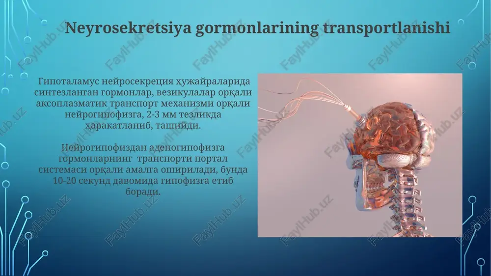 i supraoptik yadro taxminan 10 000 neyrondan iborat bo'lib, ularning aksariyati vazopressin va oksitotsin ishlab chiqaradi va bu gormonlar gipofizga aksonlari orqali tashiydi. supraoptik yadro va uning aksonlarining mikroskopik tuzilishini o'rganishda elektron mikroskopiya kabi yuqori aniqlikdagi usullar 20-30 nm diametrli neyrosekretor granulalarni aniqlash imkonini beradi. neyrosekretsiya gormonlarining sintezlanishi neyrosekretor hujayralarning yadrolarida 1000 dan ortiq genlar neyrogormonlar sinteziga ishtirok etuvchi oqsillarni kodlaydi, bu esa neyrosekretsiyaning yuqori darajadagi tartibliligini ta'minlaydi. oksitotsin va vazopressin kabi neyrogormonlar preprogormonlar shaklida sintezlanib, keyinchalik fermentativ jarayonlar orqali katta miqdorda (minglab molekulalar) faol shakliga o'tadi. neyrosekretsiya gormonlarining chiqarilishi gipotalamus neyrosekretor hujayralari 2 tipdagi neyrogormonlar – oksitotsin va vazopressinni 3-10 nanosekund ichida adenogipofizga chiqaradi. neyrosekretsiya jarayonida sinaptik vezikulalarning ekzotsitozi ca2+ ionlarining kirishi bilan bog'liq bo'lib, bu 20-30 millisekund davom etadi. neyrosekretsiya jarayonining mexanizmi neyrogipofizdagi neyrosekretsiya jarayoni, vazopressin va oksitotsin kabi gormonlarning ekzositoz orqali chiqarilishini oʻz ichiga oladi, bu jarayon ca2+ ionlarining konsentratsiyasi oshishi bilan boshlanadi. neyrosekretsiya jarayoni, gipokamusning paraventrikulyar …