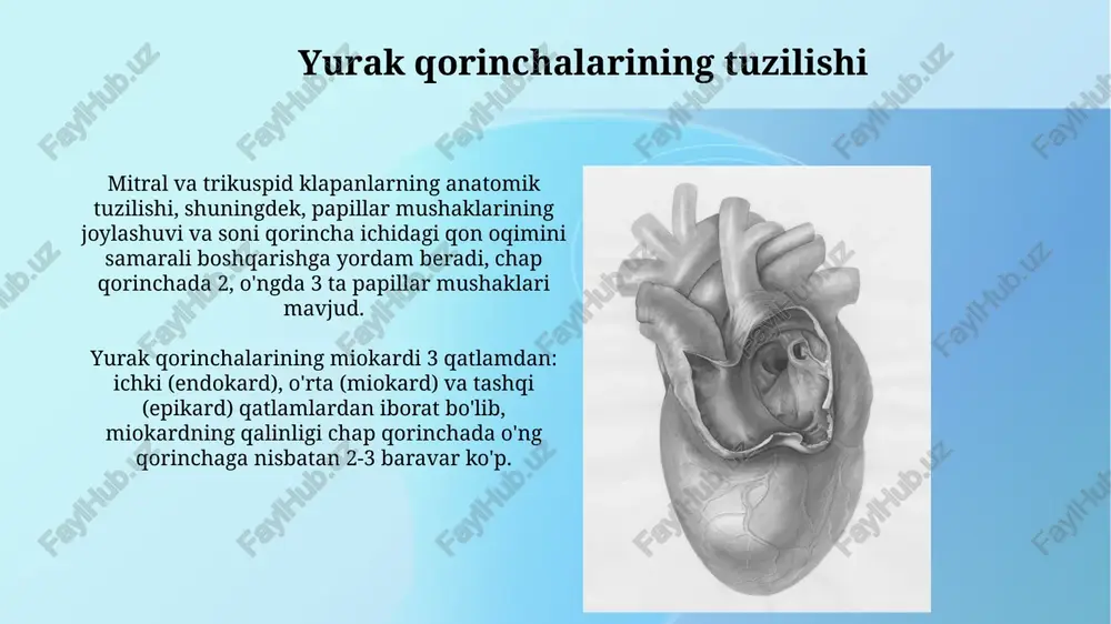 rida sitoplazmada glyukogen miqdori yuqori bo'lib, ularning o'ziga xos yorqin ko'rinishini ta'minlaydi va impulslarning tez tarqalishini qo'llab-quvvatlaydi. yurak gistologiyasi yurak endokardiyasining ichki qavati yupqa endotelial qatlamdan, o'rta qismi yupqa biriktiruvchi to'qimadan va tashqi qismi subendokardial qatlamdan iborat bo'lib, u miokard bilan chegaradosh. yurak miokardining 99%ini kardiyomiyotsitlar tashkil etadi, ularning orasida o'tkazuvchanlik sistemasi hujayralari va 1% ga yaqin fibroblaslar, kapillyarlar va boshqa hujayralar joylashgan. tomirlarning o'rta qavati (media) tomirlarning o'rta qavatining qalinligi turli tomirlar uchun farq qiladi: arteriyalarda qalinroq, venalarda esa yupqaroq bo'ladi, bu ularning funksiyalariga mos keladi. katta tomirlarda o'rta qavatda elastik to'qima plastinkalari ham mavjud bo'lib, ularning soni va qalinligi tomir turi va funksiyasiga bog'liq holda o'zgaradi, masalan, aortada 40-70 tagacha bo'lishi mumkin. e'tiboringiz uchun rahmat @taqdimot_robot image2.jpg image3.jpg image4.jpg image5.jpg image6.jpg image7.jpg image8.jpg image9.jpg image10.jpg image11.jpg image12.jpg image13.jpg image1.png