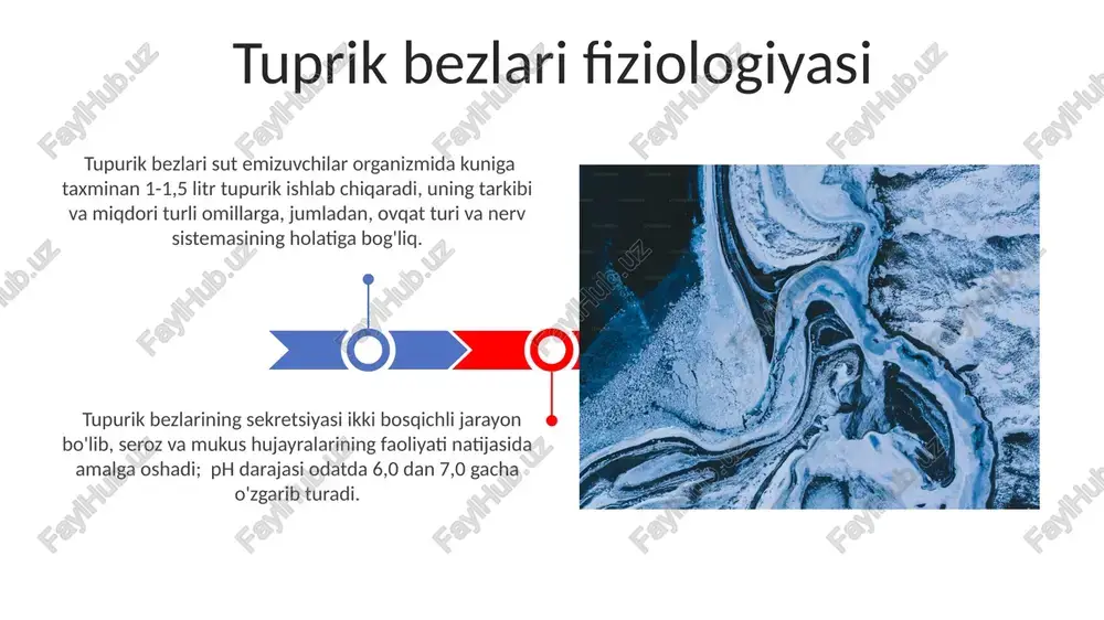 , bu jarayonda gormonal signalizatsiya va epitelial-mezenxima o'zaro ta'siri muhim ahamiyatga ega. tug'ma anomaliyalar tug'ma parotit yo'llarining atreziyasi yoki stenozi kabi funktsional nuqsonlar, bolalarda sialadenitka va infektsiyalar rivojlanishiga olib kelishi mumkin. tug'ma parotit bezi anomaliyalarining 15% dan ortig'i bolalarda asimmetriya yoki gipoplaziya ko'rinishida namoyon bo'ladi, bu esa klinik ahamiyatga ega bo'lishi mumkin. orttirilgan anomaliyalar submandibular bezlarning ektopik joylashuvi, taxminan 1% hollarda uchraydi va bu holatda bezlar odatdagi joyidan tashqarida joylashadi, bu esa operatsiya paytida diagnostika qilishni murakkablashtirishi mumkin. tuprik bezlari rivojlanishining 10% gacha bo'lgan hollarda tug'ma anomaliyalari kuzatiladi, bu esa og'iz bo'shlig'i va yuzning shakllanishiga ta'sir qilishi mumkin. e'tiboringiz uchun rahmat @taqdimot_robot image4.jpg image5.jpg image6.jpg image7.jpg image8.jpg image9.jpg image10.jpg image11.jpg image12.jpg image13.jpg image14.jpg image15.jpg image1.jpeg image2.jpeg