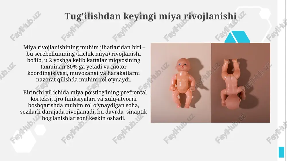 aoliyati kattalarnikiga yaqinlashadi. oshqozon-ichak tizimining postnatal rivojlanishi chaqaloqning ichak mikrobiomasi tug'ilishdan keyingi dastlabki 6 oy ichida shakllanadi va 100 trilliondan ortiq bakteriyalarni o'z ichiga oladi, bu immunitet sistemasining rivojlanishiga ta'sir qiladi. oshqozon kislotasi sekretsiyasi tug'ilishdan keyingi dastlabki 6 oy ichida asta-sekin oshib boradi va kattalar darajasiga 2 yoshga kelib yetadi, bu oziq-ovqat hazm bo'lishini ta'minlaydi. terining postnatal rivojlanishi yurakning postnatal rivojlanishi tug'ilishdan keyingi birinchi yilda eng faol bo'lib, yurak urish tezligi va qon aylanishi hajmining o'zgarishlari kuzatiladi, yurak mushagining massasi taxminan 2 barobar ortadi. o'pkaning postnatal rivojlanishi tug'ilishdan keyin 2 yil davom etadi va alveolalarning soni 300 milliondan 500 milliongacha ko'payadi, bu nafas olish funksiyasining yaxshilanishiga olib keladi. yurak va qon tomir tizimining postnatal rivojlanishi kapillyar to'rning zichligi postnatal davrda organlarning metabolik ehtiyojlariga mos ravishda o'zgaradi, masalan, miya va jigarda yuqori bo'ladi. yurak va qon tomir tizimining toʻliq shakllanishi taxminan 5-7 yoshga kelib yakunlanadi, shu davrda qon bosimi va yurak …