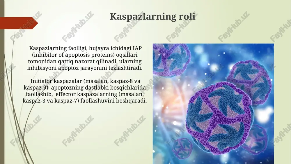 chish uchun turli mexanizmlarni ishlab chiqadi, jumladan, p53 oqsili kabi apoptozga bog'liq genlarning inaktivatsiyasi yoki bcl-2 oqsili kabi anti-apoptotik omillarni ortiqcha ekspressiyasi. kimyoterapiya va radiatsion terapiya kabi saraton davolash usullari, asosan, saraton hujayralarida apoptozni keltirib chiqarish orqali ta'sir ko'rsatadi. ushbu davolash usullarining samaradorligi apoptozga javob berish darajasiga bog'liq. apoptoz va yallig'lanish apoptozning buzilishi, masalan, kaspaz-3 fermentining faolsizlanishi, yallig'lanish kasalliklarining, jumladan, avtoimmun kasalliklarining rivojlanishiga olib kelishi mumkin. nekroz, apoptozdan farqli o'laroq, kuchli yallig'lanish reaksiyasini keltirib chiqaradi, chunki u hujayra membranasining shikastlanishi va yallig'lanish omillarining masshtabli chiqarilishini o'z ichiga oladi. hujayra apoptozi nima? hujayra apoptozi – bu dasturlashtirilgan hujayra oʻlimi jarayoni boʻlib, unda hujayra oʻz-oʻzini tartibga solingan tarzda parchalaydi va 100 dan ortiq genlar ishtirok etadi. apoptoz jarayonida hujayra membranasida flipplazma oqsillari paydo boʻlib, fagotsitlar tomonidan tanib olinishiga va zararsizlanishiga olib keladi, yalligʻlanishsiz sodir boʻladi. apoptoz va rivojlanish immun tizimining rivojlanishida t- va b-limfotsitlarning klonlarining seleksiyasi apoptoz mexanizmi orqali amalga oshiriladi, bu …