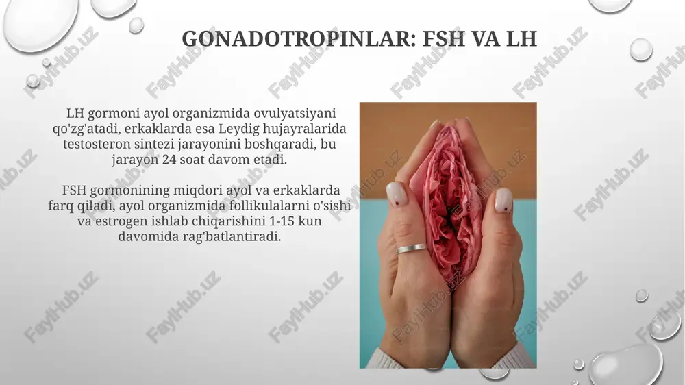 xumdon o'qi orqali nozik tarzda tartibga solinadi. estrogenning maksimal darajasi hayz tsiklining follikulyar fazasi oxirida, taxminan 14-kun atrofida kuzatiladi, progesteron esa luteal fazada, ovulyatsiyadan keyin ko'payadi va hayz ko'rish boshlanishi bilan pasayadi. jinsiy bezlarning ichki sekretsiyasi haqida umumiy ma'lumot gipotalamus-gipofiz-gonadal o'qining faoliyati jinsiy bezlarning ichki sekretsiyasini tartibga soladi; bu jarayon gnrh, fsh va lh gormonlari orqali amalga oshiriladi. jinsiy bezlarning gormonlari jinsiy rivojlanish, ikkilamchi jinsiy belgilarning paydo bo'lishi va reproduktiv funksiyaning normal ishlashida muhim rol o'ynaydi; ularning yetishmasligi yoki ortiqcha bo'lishi turli patologiyalarga olib kelishi mumkin. ayol jinsiy bezlari (tuxumdonlar)ning ichki sekretsiyasi graaf follikulalari estrogenning asosiy manbai bo'lib, ularning rivojlanishi va yorilishi estrogen darajasining keskin o'zgarishiga, taxminan 20-28 kunlik tsiklda ovulyatsiyaga olib keladi. korpus luteum, ovulyatsiyadan keyin hosil bo'ladi va progesteronning asosiy ishlab chiqaruvchisi hisoblanadi. progesteron uterusning homiladorlikka tayyorlanishiga va homiladorlikni saqlashga yordam beradi. kelajakdagi tadqiqotlar kelajakdagi tadqiqotlar jinsiy bezlarning ichki sekretsiyasining 30 yoshdan oshgan ayollardagi osteoporozni rivojlanishiga ta'sirini aniqlashga …