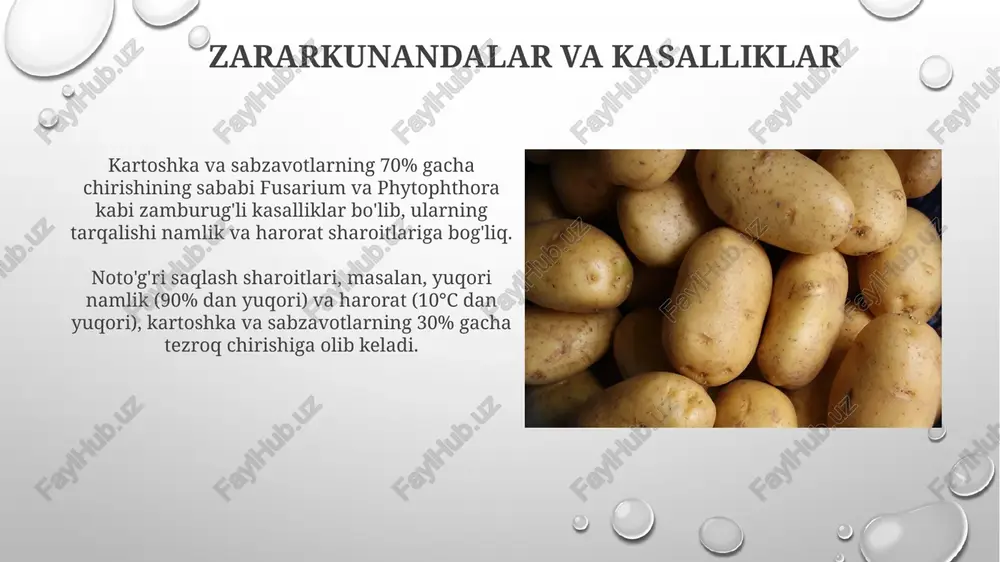 anishi ularning saqlash muddatini sezilarli darajada qisqartiradi, chunki bu mikroorganizmlar uchun kirish darvozasi bo'lib xizmat qiladi. termal o'tkazish koeffitsiyenti yuqori bo'lgan joylarda mexanik shikastlanish natijasida suv yo'qotilishi 15% gacha ortishi mumkin, bu esa mahsulotning sifatini pasaytiradi. kislorodning ta'siri kislorod ta'sirida, patogen mikroorganizmlar, masalan, bakteriyalar va zamburug'larning ko'payishi 2-3 baravar tezlashadi, bu esa mahsulotning chirishiga olib keladi. kartoshka va sabzavotlarning 80% gacha kislorod ta'siri tufayli fermentativ oksidlanish jarayonlariga uchrab, tez buziladi, bu esa ularning sifatini va ozuqaviy qiymatini pasaytiradi. haroratning ta'siri optimal saqlash harorati 2-4°c oralig‘ida bo‘lib, bu fermentlar faolligini pasaytiradi va nafas olish jarayonini sekinlashtiradi, shuning uchun kartoshka va sabzavotlarning saqlash muddati uzaytirilishi mumkin, taxminan 2-3 haftaga. aksincha, 30°c dan yuqori haroratlarda saqlash ferment faolligini oshiradi, bu esa tezroq nafas olish va suv yo‘qotishini keltirib chiqaradi, natijada mahsulotning tezroq buzilishi kuzatiladi. e'tiboringiz uchun rahmat @taqdimot_robot image3.png image4.jpg image5.jpg image6.jpg image7.jpg image8.jpg image9.jpg image10.jpg image11.jpg image12.jpg image13.jpg image14.jpg image15.jpg image1.png