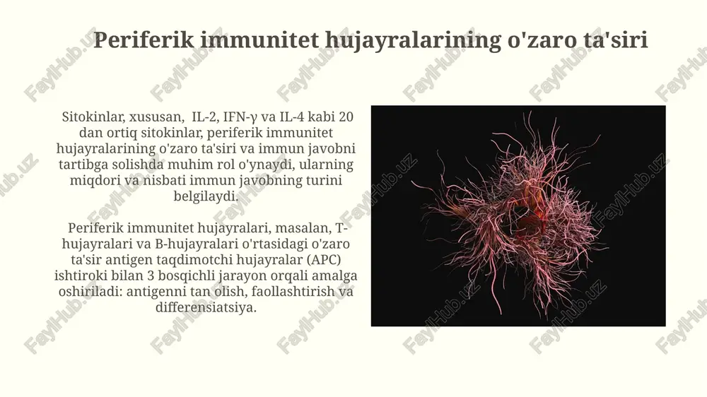 periferik immun va gemopoetik sistema - Page 3