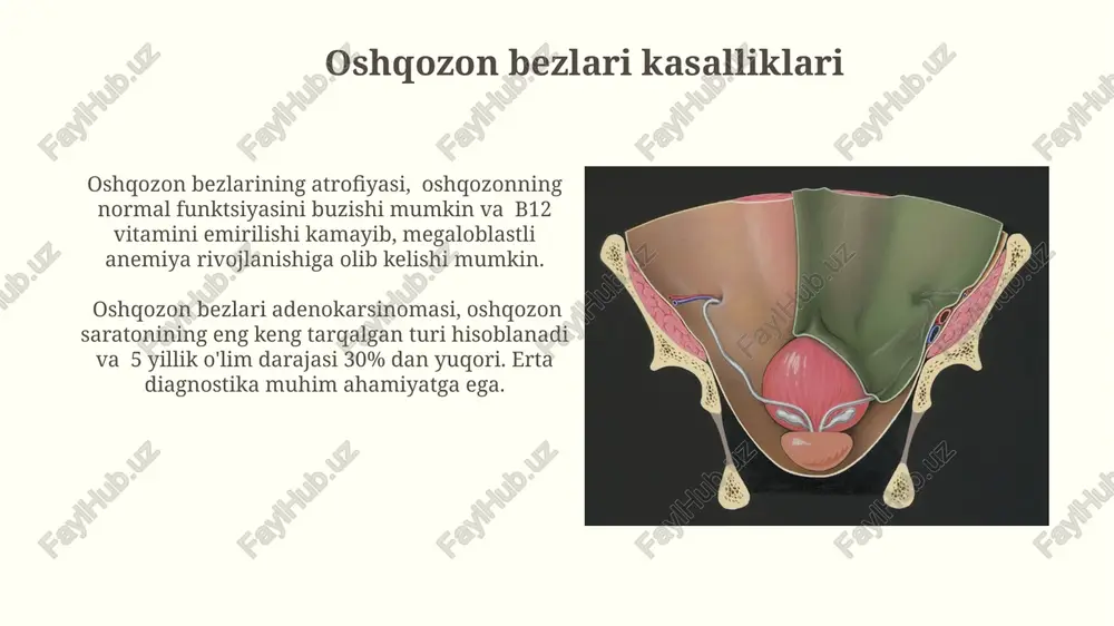 qiladi) iborat. oshqozon devorining qatlamlari shilliq osti qavati boy qon tomir va limfa tomirlar tarmog'iga ega bo'lib, shilliq qavatni oziqlantiradi va himoya qiladi, shuningdek, meissner pleksusi deb ataladigan nerv pleksusini o'z ichiga oladi. oshqozon devori 4 ta asosiy qatlamdan: shilliq qavat (mucosa), shilliq osti (submucosa), mushak qavati (muscularis externa) va seroz qavat (serosa)dan iborat bo'lib, har biri o'ziga xos funksiyalarni bajaradi. parietal hujayralar va ularning funksiyalari parietal hujayralar proton nasoslari (h+/k+ atpazlari) orqali oshqozon lümeniga vodorod ionlarini faol ravishda tashiydi va shu bilan kuchli kislotali muhit yaratadi, ph ni 1-2 ga yetkazadi. parietal hujayralar oshqozon shirasiga kuniga taxminan 1,5-2 litr hci (tuz kislotasi) ajratadi, bu oziq-ovqatni hazm qilish va patogen bakteriyalarni yo'q qilish uchun muhimdir. gastrit gastritni davolashda proton nasos inhibitörlari va h2-blokerlar kabi dori-darmonlar qoʻllanilib, oshqozon kislotasining sekretsiyasini kamaytirishga yordam beradi. helicobacter pylori bakteriyalari gastritning taxminan 80% holatlarida asosiy etiologik omil hisoblanadi va gastritning rivojlanishiga olib kelishi mumkin. bosh …