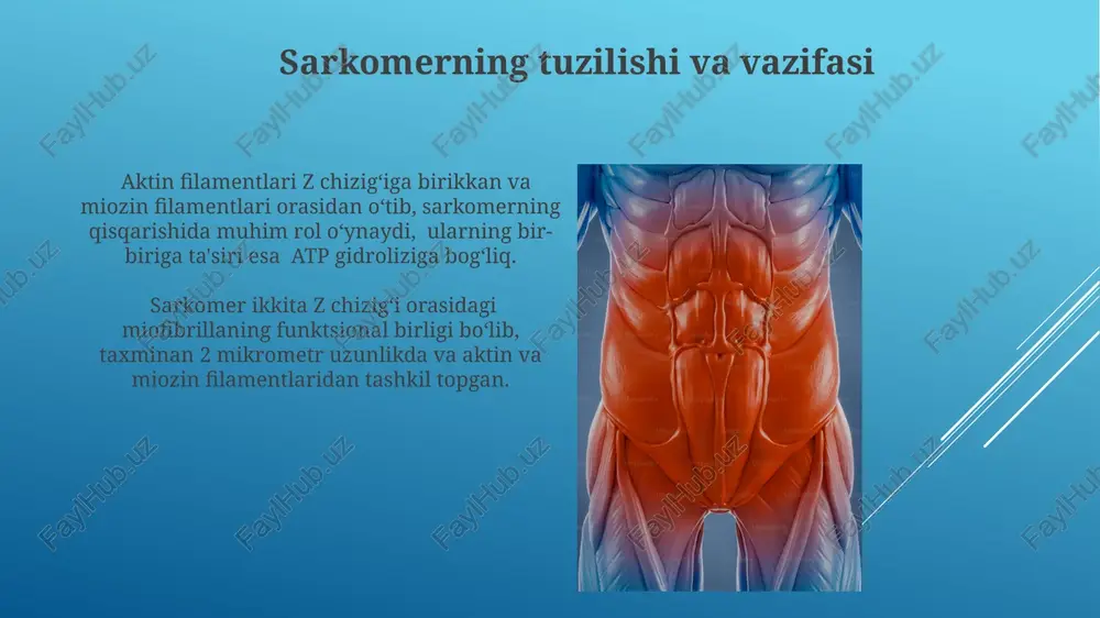 sarkomerning tuzilishi va vazifasi - Page 3