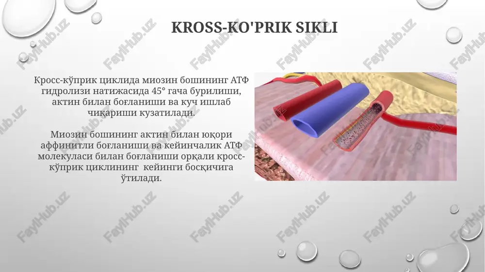 mushak qisqarish mexanizmining morfologik asoslari - Page 3
