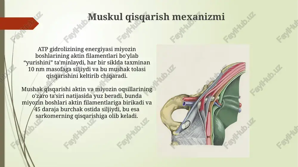 mushak toʻqimasining tuzilishi - Page 3