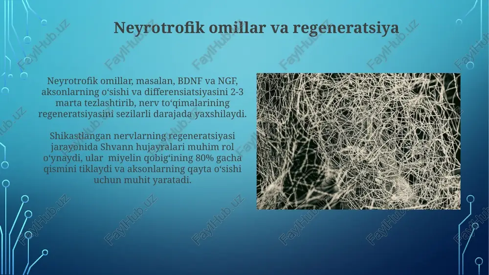 nerv to'qimasining degeneratsiyasi va regeneratsiyasi mexanizmlari - Page 3