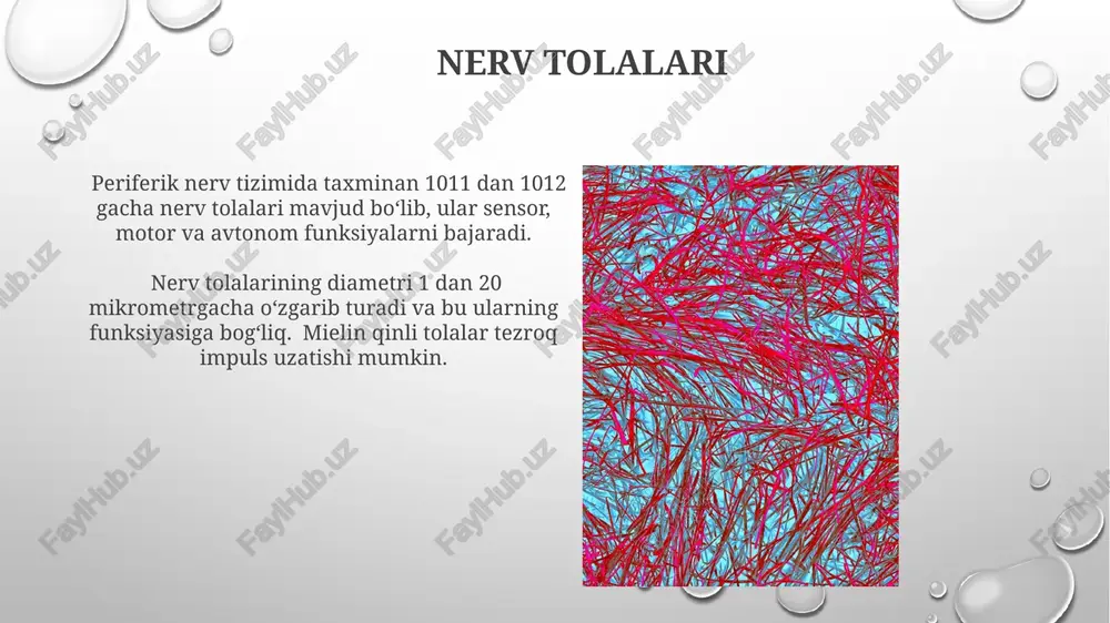 nerv tolalari - Page 3