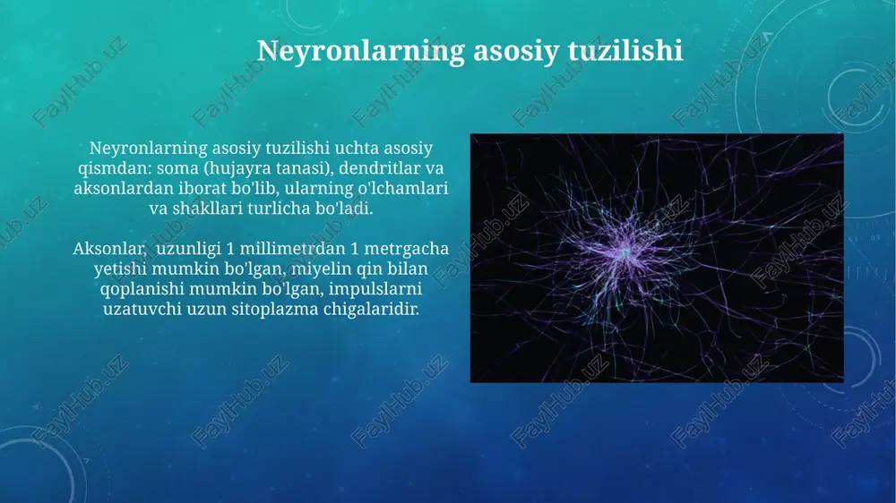 napslarni, ya'ni boshqa neyronlardan kelayotgan signallarni qabul qilish joylarini shakllantiradi. dendritlarning o'rtacha uzunligi 10-100 mkm bo'lib, miqdori neyron turiga qarab 1 dan 100000 gacha o'zgaradi, bu ularning signallarni qabul qilish yuzasini belgilaydi. mielin qinining ahamiyati aksonal transportning samaradorligini oshirishda mielin qinining muhim roli bor, ya’ni 1-3 mm masofalar oralig'ida tugunlar bo'lib, bu neyronlarning normal funksiyasi uchun muhim ahamiyatga ega. mielin qinining yuqori tezlikda (taxminan 100 m/s gacha) nerv impulslari oʻtkazilishini taʼminlashi, signal uzatish tezligini sezilarli darajada oshiradi. aksondan o'tish tepaligi akson bo‘ylab impulsning tezligi, akson diametri va miyelin qinining mavjudligiga bog‘liq bo‘lib, 1 m/s dan 100 m/s gacha yetishi mumkin. aksondan o‘tish potensiali depolarizatsiya to‘lqini sifatida tarqalib, +30 mv ga yaqin potensial farqiga etadi va absolyut refrakter davrni keltirib chiqaradi. neyronlarning funksiyalari neyronlar taxminan 100 milliardta sinaps orqali bir-biri bilan bog'lanib, murakkab neyron tarmoqlarini hosil qiladi va bu ma'lumotlarni qayta ishlash va uzatishda muhim rol o'ynaydi. motor neyronlari miya va …