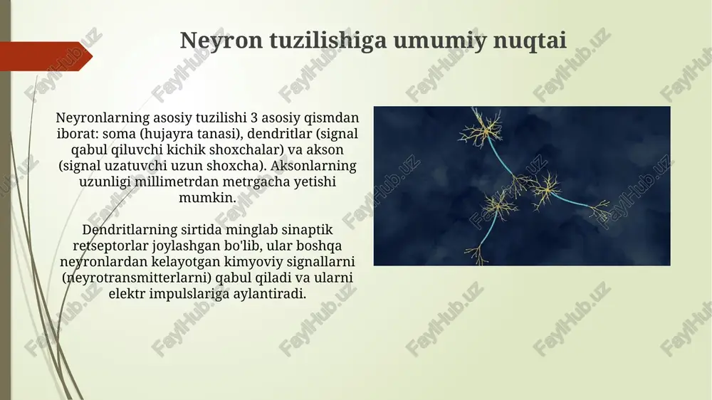 neyronning tuzilishi - Page 3