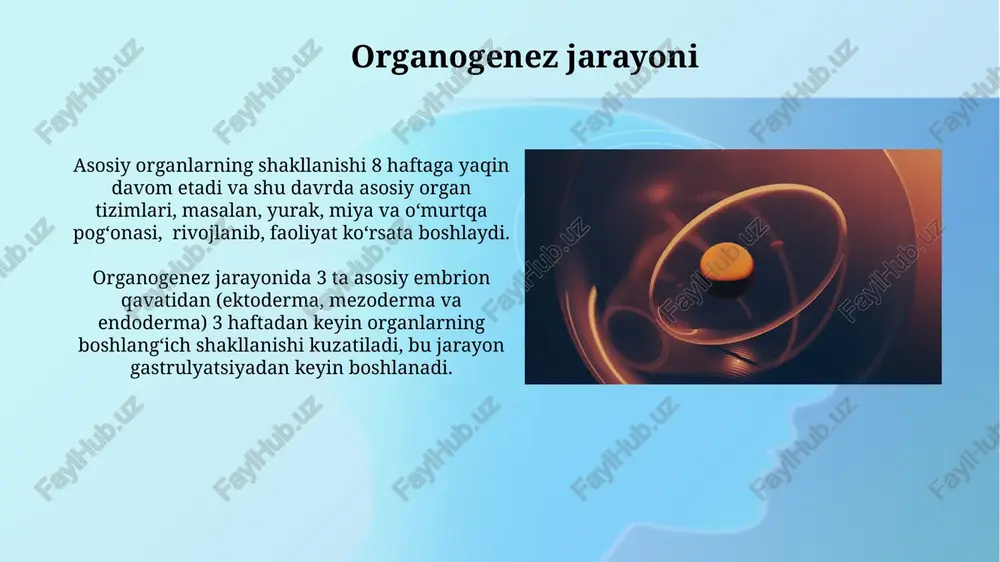 ontogenez.embriogenez - Page 3