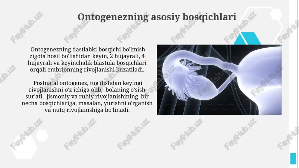 sh qonunini tasdiqlaydi. immunitet sistemasining shakllanishi tug‘ma immunitet tug‘ilishdan mavjud bo‘lib, yangi tug‘ilgan chaqaloqning organizmini infektsiyalardan himoya qilishda muhim rol o‘ynaydi, lekin uning samaradorligi 2 yoshgacha yetuk darajaga yetmaydi. immunitet sistemasining rivojlanishi tug‘ilishdan keyin 6 oy davomida intensiv ravishda sodir bo‘lib, bu davrda asosiy immun hujayralar soni keskin ortadi va ularning faoliyati yaxshilanadi. organlar va to'qimalarning shakllanishi organogenez jarayonida 3 ta asosiy germ qatlami – ektoderma, mezoderma va endodermadan 200 dan ortiq turli xil to'qimalar va organlar differentsiatsiyasi ro'y beradi. organlarning morfogenezisi, ya'ni shakl hosil bo'lishi, hujayralar migratsiyasi, hujayralararo o'zaro ta’siri va ekstrasellulyar matritsaning 10 dan ortiq turdagi oqsillarining o'zaro ta’siri natijasida amalga oshadi. postnatal ontogenezning bosqichlari o'smirlik davrida (11-18 yosh) jinsiy yetilish boshlanib, gormonlar darajasining o'zgarishi bilan birga, ijtimoiy va kognitiv rivojlanishda sezilarli o'zgarishlar kuzatiladi, masalan, mustaqillikka intilish kuchayadi. bolaning 3-7 yosh oralig'ida nutq rivojlanishi tezlashadi, leksik zahirasi 1000 dan 10000 so'zgacha ortadi va murakkab grammatik tuzilmalarni o'zlashtiradi. e'tiboringiz …