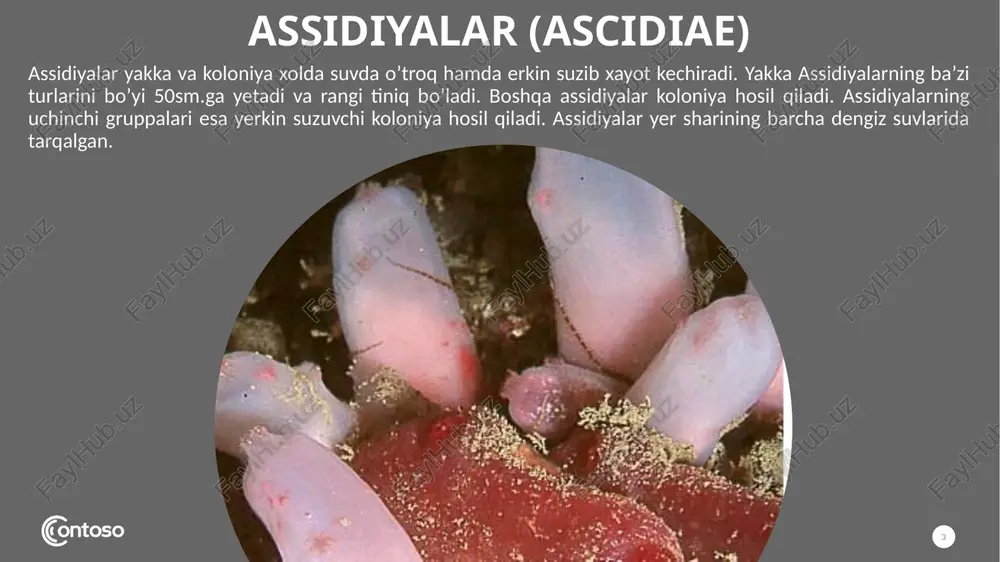 nni harakatga keltiradi. yurakdan oldinga va orqaga qon tomirlari ketadi. assidiya tanasida hosil bo’lib turadigan dissimilyatsiya mahsulotlari ayrim hujayralar ichida to’planib turadi va ular organizmda qoladi. voyaga yetgan assidiyalarda xordasi butunlay yo’qolib ketadi. nerv nayi esa qisqarib, og’iz sifoni bilan kloaka sifoni oralig’ida yagona nerv tugunini hosil qiladi. lekin ularning lichinkasida xordalilar tipiga xos bo’lgan barcha tuzilish belgilari saqlangan. assidiyalar germafrodit bo’lib, otalanishi ichki yoki tashqi. assidiyalarning otalangan tuxumidan harakatchan mikroskopik itbaliqqa o’xshash lichinka chiqadi. assidiyalar lichinkasining tuzilishi o’rganilganda ularda haqiqiy xordaning borligi, xordasining ustida esa nevrotsel bo’shlig’i bo’lgan nerv nayi joylashganligi, ko’zi, muvozanat va boshqa sezgi organlarining borligi aniqlangan lichinka bir qancha vaqt suvda erkin suzib yurib, so’ngra suv ostidagi birorta substratga yopishib, o’troq holda yashashga o’tadi va uning dumi, xordasi hamda nerv nayining ko’p qismi yo’qolib, tuzilishi soddalashadi. assidiyalar jinssiz kurtaklanib ham ko’payadi. test javoblar 1 2 3 4 5 11 topshiriqlar: 1-topshiriq. mavzu yuzasidan test savollarga javob …
