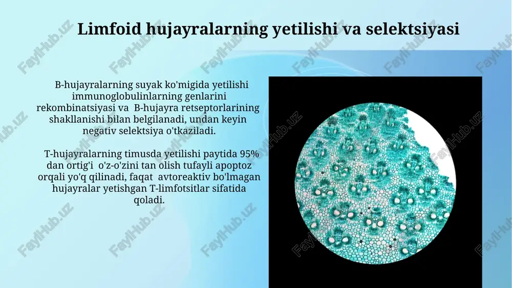 limfositopoezning xususiyatlari - Page 3
