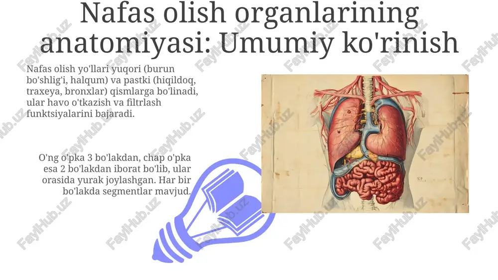 nafas olish a’zolari anatomik tuzilishi va zamonaviy tekshirish usullari - Page 3