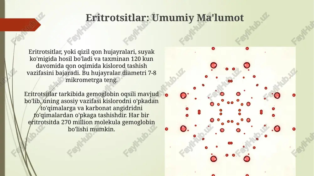 iradi. ushbu kasalliklarda gemoglobinning beta-zanjiri yoki alfa-zanjiri patologik tarzda sintezlanadi va bu anemiya sabab bo'ladi. anemiya: eritrotsitlar va gemoglobinning kamayishi anemiyada eritrotsitlar soni normal ko'rsatkichdan (erkaklarda 4.5-5.5 million/µl, ayollarda 4.0-5.0 million/µl) past bo'ladi, bu esa kislorod tashish qobiliyatini kamaytiradi. gemoglobin darajasining pasayishi, masalan, erkaklarda 13.5 g/dl dan, ayollarda 12.0 g/dl dan past bo'lishi anemiya belgisi bo'lib, hujayralarga yetarli kislorod yetkazib berilmasligiga olib keladi. talassemiya: globin zanjirlarining buzilishi talassemiyada globin zanjirlarining buzilishi natijasida gemoglobin molekulasi yetarli miqdorda sintezlanmaydi, bu esa eritrotsitlar sonining kamayishiga (anemiyaga) olib keladi. alfa-talassemiya 4 ta genning (hba1 va hba2) mutatsiyasi bilan bog'liq bo'lib, 1-2 gen ta'sirlanganda simptomlar yengil, 3-4 gen ta'sirlanganda esa og'irroq kechadi. o'roqsimon hujayrali anemiya: genetik mutatsiya o'roqsimon hujayrali anemiya beta-globin genidagi nuqta mutatsiyasi (6-kodon, gag > gtg) natijasida yuzaga keladi, bu esa hbs (gemoglobin s) hosil bo'lishiga olib keladi. genetik mutatsiya eritrotsitlardagi normal gemoglobin (hba) o'rniga abnormal hbs gemoglobini ishlab chiqarilishiga sabab bo'ladi, natijada …