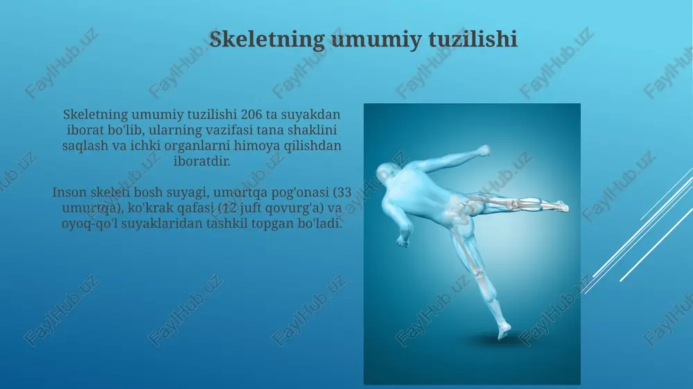 li membrana qalin biriktiruvchi to'qimadan tashkil topgan bo'lib, 1- va 3- turdagi kollagen tolalari, shuningdek, elastik tolalar va fibroblastlar mavjud bo'lib, mustahkamlikni oshiradi. sinovial suyuqlik: tarkibi va ahamiyati sinovial suyuqlik tarkibida gialuron kislotasi (0.1-0.4 mg/ml) mavjud bo'lib, u yopishqoqlikni ta'minlaydi va tog'ayning silliq sirpanishini osonlashtiradi. tarkibida oqsil, yog' va elektrolitlar ham bor. sinovial suyuqlik tog'ayni oziqlantiradi, chunki tog'ayda qon tomirlari yo'q. diffuziya orqali ozuqa moddalari va kislorod yetkaziladi, bu esa tog'ay hujayralarining hayotiyligini saqlaydi. bo'g'im ligamentlari: turlari va funksiyalari bo'g'im boylamlari turlari kolajen to'qimalarning zichligi va elastiklik darajasiga ko'ra farqlanadi, masalan, tolali va elastik boylamlar. ular bo'g'im harakatini cheklaydi va stabillikni 1-darajali ta'minlaydi. boylamlarning asosiy vazifasi – bo'g'im sirtlarini bir-biriga mahkam bog'lash va bo'g'imda 2-yo'nalishda fiziologik harakatlarni ta'minlash, patologik harakatlarning 3-bosqichini oldini olishdan iborat. bo'g'imlarning tasnifi: tuzilishi va harakat diapazoni bo'yicha bo'g'imlarning tuzilishi bo'yicha tasnifi sinovial, tolali va tog'ayli bo'g'imlarga bo'linadi, ularning har biri harakatlanish darajasi va tuzilish xususiyatlari bilan …